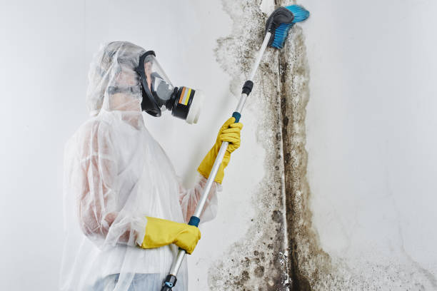 Best Industrial Mold Remediation in Rawls Springs, MS