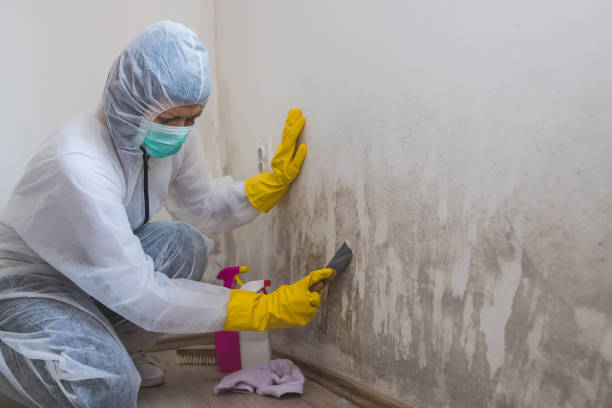 Best Industrial Mold Remediation in Rawls Springs, MS