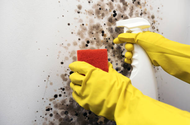 Rawls Springs, MS Mold Remediation Company
